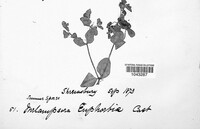 Melampsora euphorbiae image